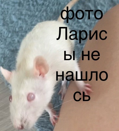 сосика за неделю до смерти