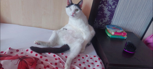 Самы добрый кот.